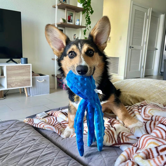 Jouet poule résistante à la mastication